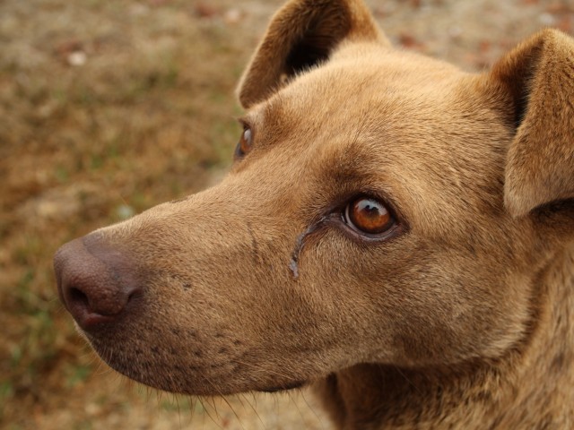 Против убийцы собаки в Икше возбудили уголовное дело