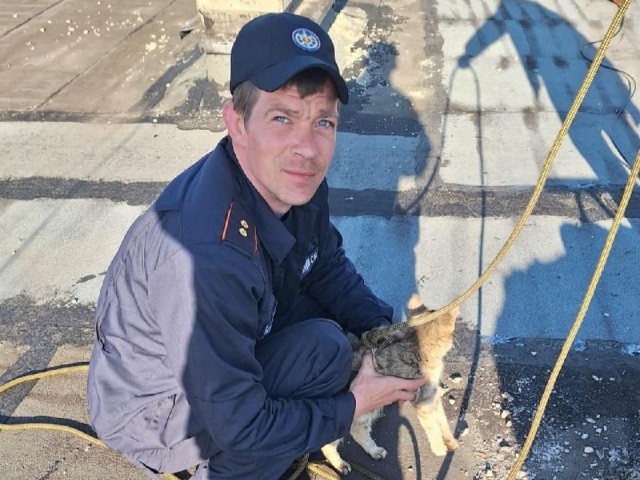 Застрявшую в канализации  кошку спасли каширские экстренные службы с помощью веревочной петли