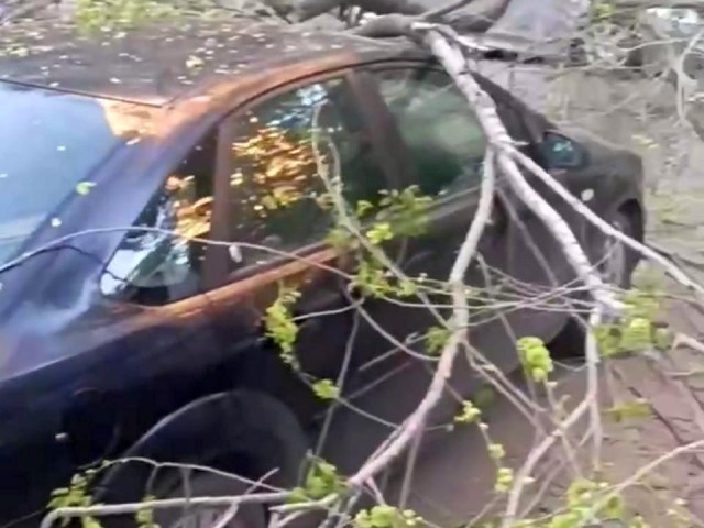Крупное дерево упало на автомобиль на Олимпийском проспекте