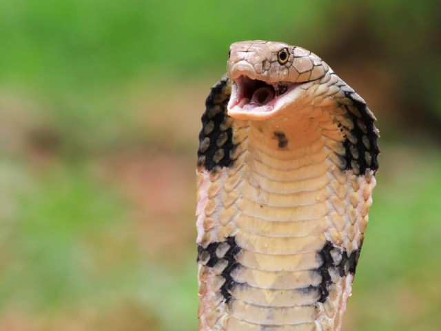 Гад ползучий: как отличить гадюку и что ждать от укуса ядовитой змеи