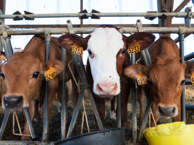 Около 30 коров с телятами из Кубинки спасаются от голодной смерти в Орешках