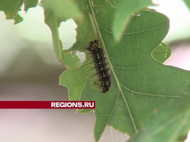 Полчища непарного шелкопряда угрожают деревьям в городском округе Луховицы