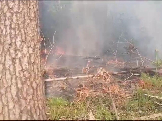 Пять часов борьбы с огнем: как ликвидировали лесной пожар в Орехово-Зуевском округе