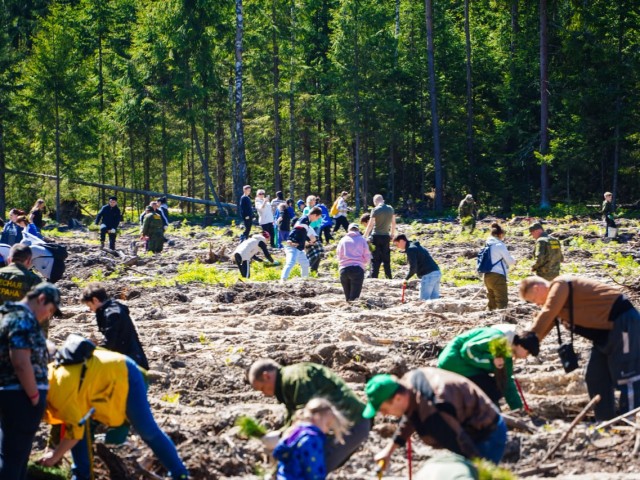Акция «Лес будущего» собрала тысячи человек, чтобы посадить 100 тысяч саженцев