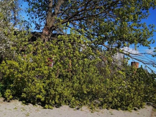 Упавшее дерево перекрыло дорогу на Пролетарской улице