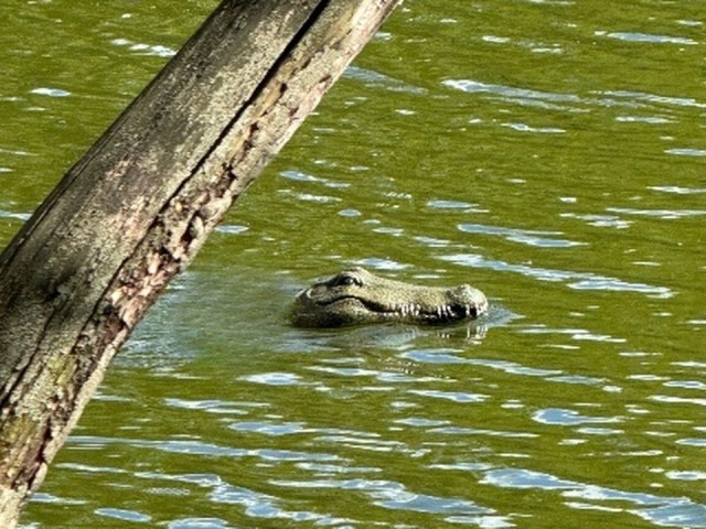 Плавающий в Барашкинском пруду крокодил напугал жителей Химок