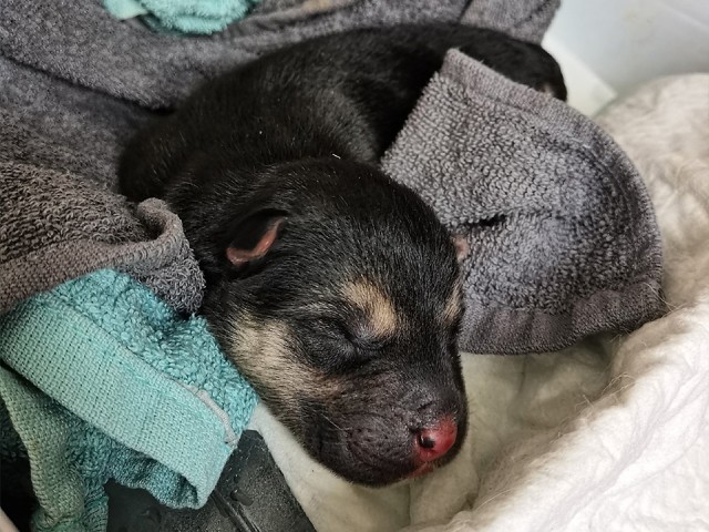 В пригороде Солнечногорска ищут хозяина для чудом выжившего на дороге новорожденного щенка