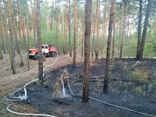 Лесной пожар потушили в Ступине: виновным грозит штраф до 2 млн рублей