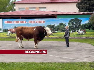 В Подольске представили элитных быков-производителей