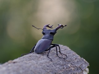 Редкие и огромные жуки-олени с рогами могут обжиться в лесах Талдома