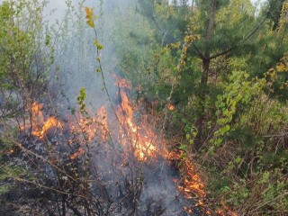 Жители Менделеево сами потушили пожар на лесополосе