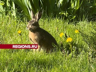 Заяц или кролик: жители деревни Русавкино – Романово, гадают кто, попал на видео в саду