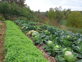 Волонтеры призвали садоводов из Лотошино высаживать больше овощей на сухие супы для бойцов на СВО