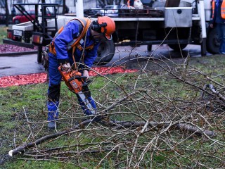 Добрые дела: опиловку деревьев провели на улице Некрасова