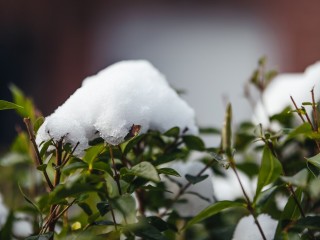 Заморозки и снег помогли сократить активность клещей в Подмосковье