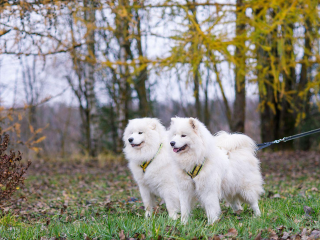 Площадки для выгула собак построят в Одинцовском за 11,7 млн рублей