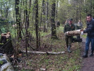 На «Субботнике в лесу» в Серпухове высадили аллею краснолистных кленов