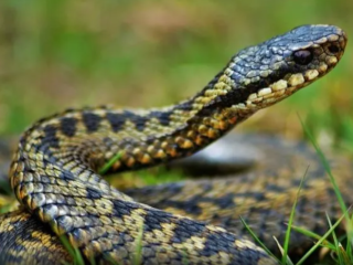 Эксперты дали советы жителям Сергиева Посада, как избежать укуса змеи