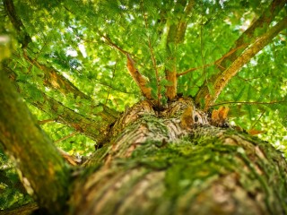 Вандалы сорвали кору с дерева в микрорайоне Юбилейный