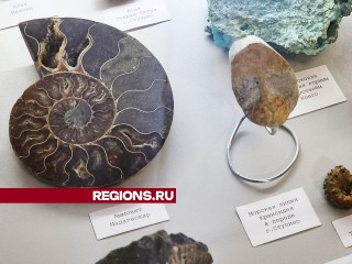 Впервые самые необычные семейные коллекции показали в краеведческом музее в Ступине