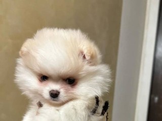 В Люберцах американская акита растерзала шпица: хозяйка маленькой собачки планирует подать в суд