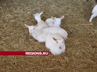 Фермер из Воскресенска, получив 17 миллионов рублей на разведение коз, повторно подает заявку на областную поддержку для этих нужд