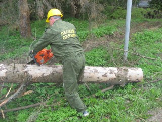 Сотрудники лесного хозяйства из Талдомского округа оперативно ликвидировали упавшее дерево с дороги