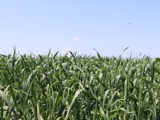Специалисты сельхозпредприятия «Юг Подмосковья» начали обработку полей от вредителей