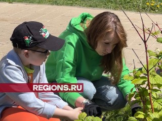 Зеленый «Лес Будущего» высадили жители на проспекте Мельникова