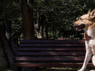 В Наро-Фоминских соцсетях раскрыт фейк о пристройстве собаки, хозяин которой на СВО