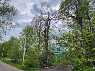 Сухостойное дерево в деревне Глядково спилят до конца июня