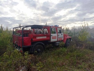 Лесной пожар под Пушкино ликвидировали за два часа