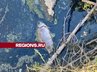 Чиновники Балашихи пообещали восстановить популяцию рыбы на запрудне реки Вьюнка