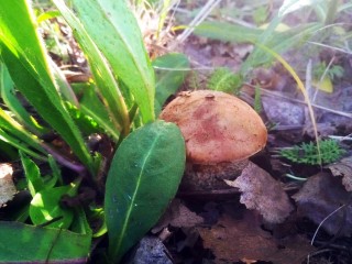 Секреты грибников раскрыты: Серпуховичи хвастаются первыми благородными грибами в этом сезоне