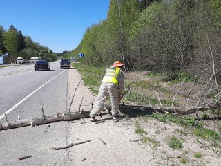 Автомобилисты в безопасности: лесники спилили аварийное дерево над дорогой около деревни Анино