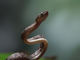 В Одинцовском округе жители стали чаще встречать змей