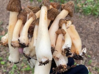 Жители Краснознаменска собрали в лесу полные корзины грибов