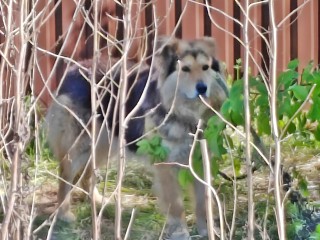 Собака в беде: жители деревни Палихово обеспокоены судьбой животного