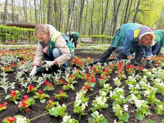 Более 900 тысяч цветов высадят в Королеве в этом году