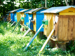 Можайским пчеловодам необходимо изолировать пасеки на время