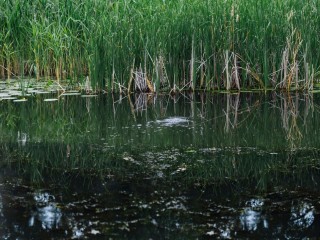 Терапия для Вохонки: реку в Павловском Посаде защитят от сточных вод
