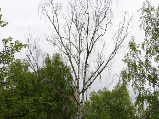 Сухое дерево в одном из чеховских дворов спилят по жалобе жильцов