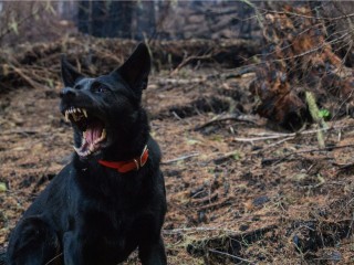 Агрессивные собаки держат в страхе жителей села Середа