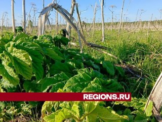 Приступить к ликвидации: в деревне Маклаково уничтожат заросли борщевика «Сосновского»