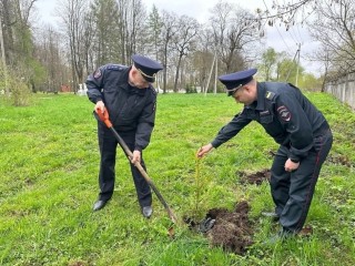 Полицейские Лотошино посадили деревья в память о героях Великой Отечественной войны