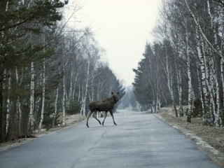 Жители Волоколамска предупредили автомобилистов о стаде лосей, которые пасутся вдоль дорог