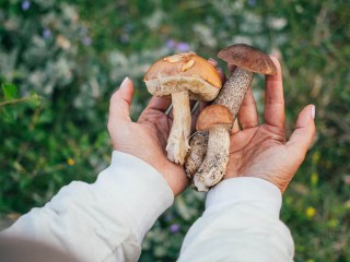 Сморчки, подберезовики и маслята подольчане могут найти в местных лесах