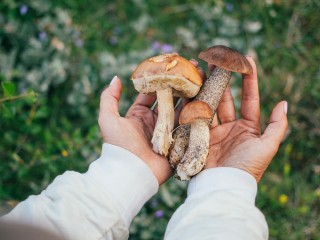 Из леса уже несут корзины с первыми летними грибами