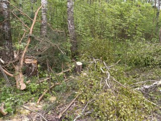 В поселке Шатурторф рубят деревья на частном земельном участке