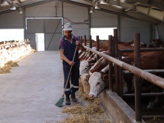 Новые рабочие места появятся в округе благодаря открытию сельхозпредприятия по выращиванию быков